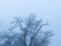 Kahler Baum im Nebel
